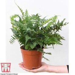 Fern Houseplant Mix 11 Fern Houseplant Mix -Plants Sale FERN TKA3000 D1
