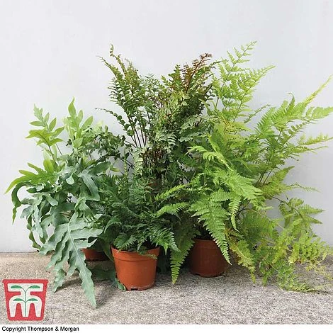 Fern Houseplant Mix 3 Fern Houseplant Mix