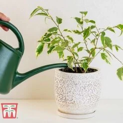 Ficus Benjamina 10 Ficus Benjamina -Plants Sale FIC WKB4845 B