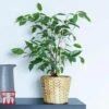 Ficus Benjamina 2 Ficus Benjamina -Plants Sale FIC WKB4845 D