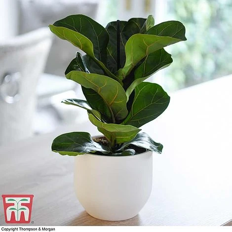 Ficus Lyrata 'Compacta' 3 Ficus Lyrata 'Compacta'
