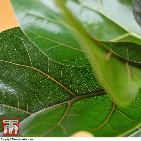 Ficus Lyrata 'Compacta' 5 Ficus Lyrata 'Compacta' - Image 3