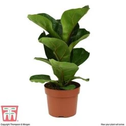 Ficus Lyrata 'Compacta' 15 Ficus Lyrata 'Compacta' -Plants Sale FIC kb1113 E