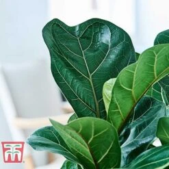Ficus Lyrata 'Compacta' 19 Ficus Lyrata 'Compacta' -Plants Sale FICU KB1113 G