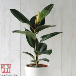 House Plant Urban Jungle Collection 13 House Plant Urban Jungle Collection -Plants Sale FICU TKA2911 A2