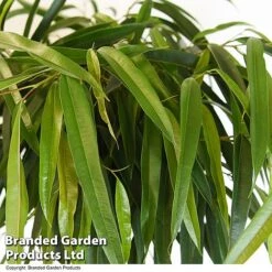 Ficus Binnendijkii 'Alii' Braided Stem In Hydro Pot -Plants Sale FICU ALIIBRAID T50773