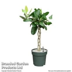 Ficus Benghalensis 'Audrey' Braided Stem In Hydro Pot -Plants Sale FICU AUDRE27CM T506451