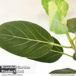 Ficus Benghalensis 'Audrey' Braided Stem In Hydro Pot -Plants Sale FICU AUDRE27CM T50767
