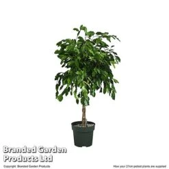 Ficus Benjamina 'Exotica' Braided Stem In Hydro Pot -Plants Sale FICU EXOTI27CM T506341