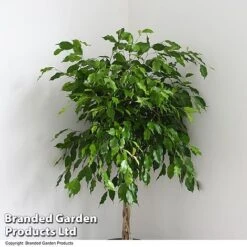 Ficus Benjamina 'Exotica' Braided Stem In Hydro Pot -Plants Sale FICU EXOTICABR T50618
