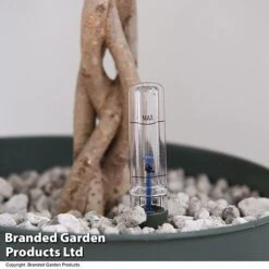 Ficus Benjamina 'Exotica' Braided Stem In Hydro Pot -Plants Sale FICU EXOTICABR T50621