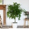 Ficus Benjamina 'Exotica' Braided Stem In Hydro Pot -Plants Sale FICU EXOTICABR T50754