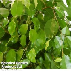 Ficus Benjamina 'Exotica' Braided Stem In Hydro Pot -Plants Sale FICU EXOTICABR T50755