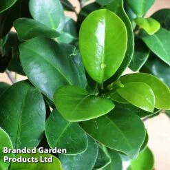 Ficus Microcarpa 'Ginseng' -Plants Sale FICU GINSENG W48353