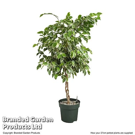 Ficus Benjamina 'Golden King' Braided Stem In Hydro Pot 9 Ficus Benjamina 'Golden King' Braided Stem In Hydro Pot - Image 7