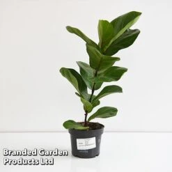 Ficus Lyrata (Fiddle Leaf Fig) 12 Ficus Lyrata (Fiddle Leaf Fig) -Plants Sale FICU LYRAT12CM T45103G