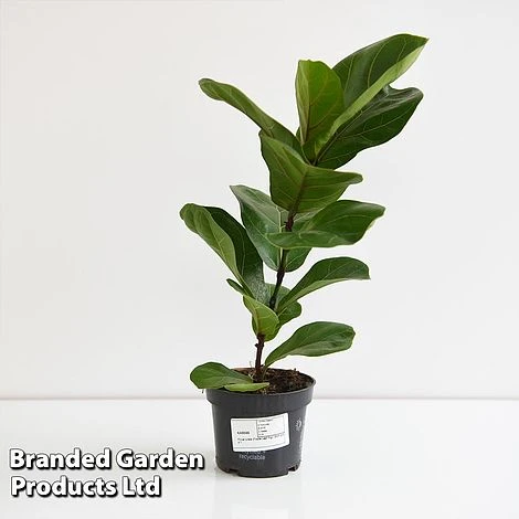 Ficus Lyrata (Fiddle Leaf Fig) 4 Ficus Lyrata (Fiddle Leaf Fig) - Image 2