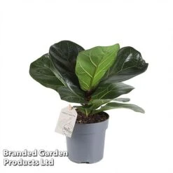 Ficus Lyrata (Fiddle Leaf Fig) 15 Ficus Lyrata (Fiddle Leaf Fig) -Plants Sale FICU LYRAT12CM WKA8599 A