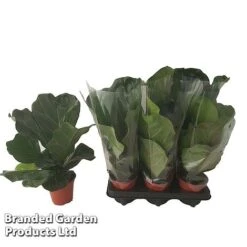 Ficus Lyrata (Fiddle Leaf Fig) 18 Ficus Lyrata (Fiddle Leaf Fig) -Plants Sale FICU LYRAT12CM WKA8599 B