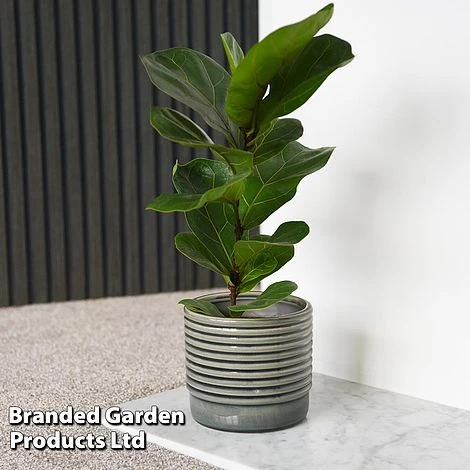 Ficus Lyrata (Fiddle Leaf Fig) 3 Ficus Lyrata (Fiddle Leaf Fig)
