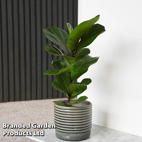 Ficus Lyrata (Fiddle Leaf Fig) 5 Ficus Lyrata (Fiddle Leaf Fig) - Image 3