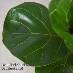 Ficus Lyrata (Fiddle Leaf Fig) 14 Ficus Lyrata (Fiddle Leaf Fig) -Plants Sale FICU LYRATA T45106D
