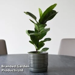 Ficus Lyrata (Fiddle Leaf Fig) 17 Ficus Lyrata (Fiddle Leaf Fig) -Plants Sale FICU LYRATA T45108B
