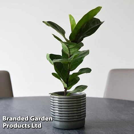 Ficus Lyrata (Fiddle Leaf Fig) 9 Ficus Lyrata (Fiddle Leaf Fig) - Image 7