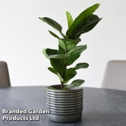 Ficus Lyrata (Fiddle Leaf Fig) 16 Ficus Lyrata (Fiddle Leaf Fig) -Plants Sale FICU LYRATA T45109A