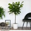 Ficus Lyrata In Hydro Pot 2 Ficus Lyrata In Hydro Pot -Plants Sale FICU LYRATA T50763