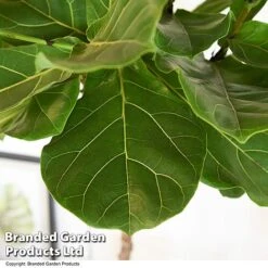 Ficus Lyrata In Hydro Pot -Plants Sale FICU LYRATA T50764