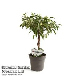 Ficus Benjamina 'Nina' -Plants Sale FICU NINA12CM T49510