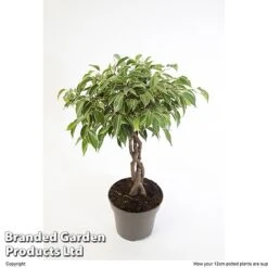 Ficus Benjamina 'Nina' -Plants Sale FICU NINA12CM W48352