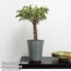Ficus Benjamina 'Nina' -Plants Sale FICU NINA T49511