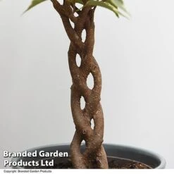 Ficus Benjamina 'Nina' -Plants Sale FICU NINA T49514