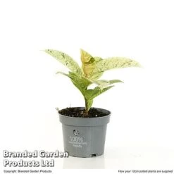 Ficus Elastica 'Shivereana' -Plants Sale FICU SHIVE12CM T48343