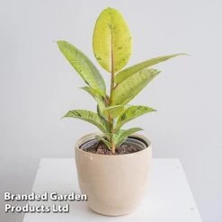 Ficus Elastica 'Shivereana' -Plants Sale FICU SHIVEREAN W46019