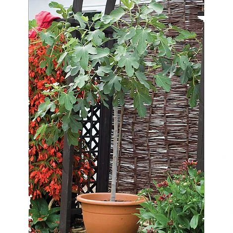 Fig 'Brown Turkey' Standard 3 Fig 'Brown Turkey' Standard