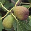 Fig 'Brunswick' -Plants Sale FIG DWW3596 A h
