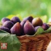Fig 'Violette De Bordeaux' -Plants Sale FIG DWW4608 B