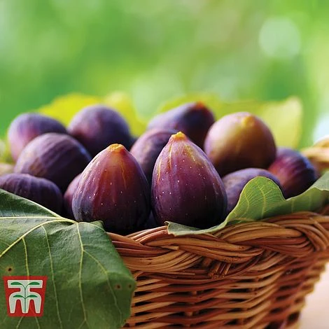 Fig 'Violette De Bordeaux' 3 Fig 'Violette De Bordeaux'