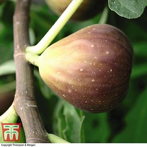 Fig Osborne Prolific - Gift 4 Fig Osborne Prolific - Gift - Image 2