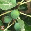Fig 'Chelsea' (Standard) -Plants Sale FIG T56489 A