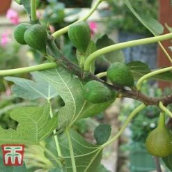 Fig 'Chelsea' (Standard) -Plants Sale FIG T56489 C