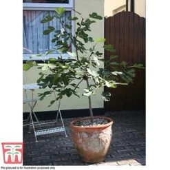 Fig 'Chelsea' (Standard) -Plants Sale FIG T56489 E