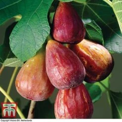 Fig 'Brown Turkey' Standard 10 Fig 'Brown Turkey' Standard -Plants Sale FIGB DWW3594 A