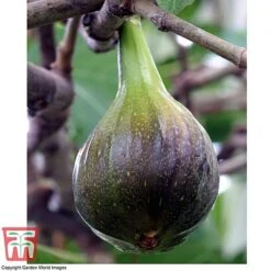 Fig 'Brown Turkey' Standard 13 Fig 'Brown Turkey' Standard -Plants Sale FIGB DWW3594 E