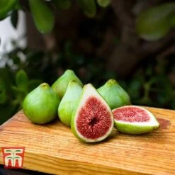 Fig 'Dalmatie' -Plants Sale FIGS T80281 C