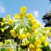Primula Veris -Plants Sale FLSPRI314071