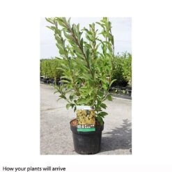 Forsythia X Intermedia 'Week-End' -Plants Sale FORS T66217 B h